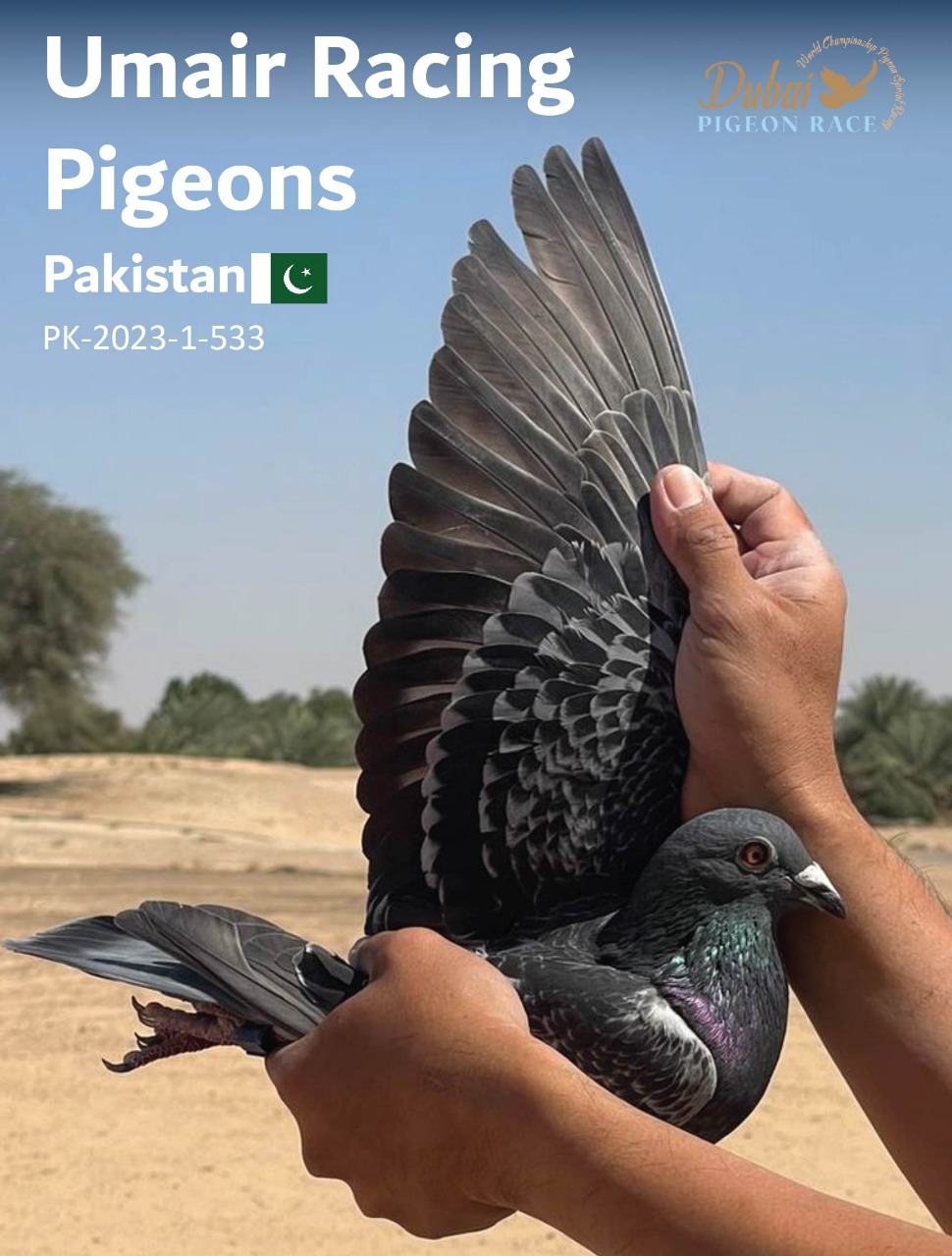 Umair Racing Pigeons – PK-2023-533